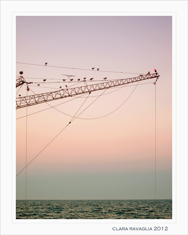 Happy hour... dei gabbiani