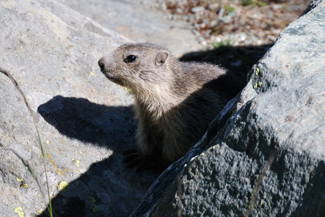Marmotta