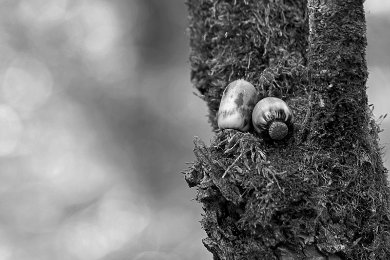 Due ghiande per ... il villaggio dell'Era Glaciale (B&N)