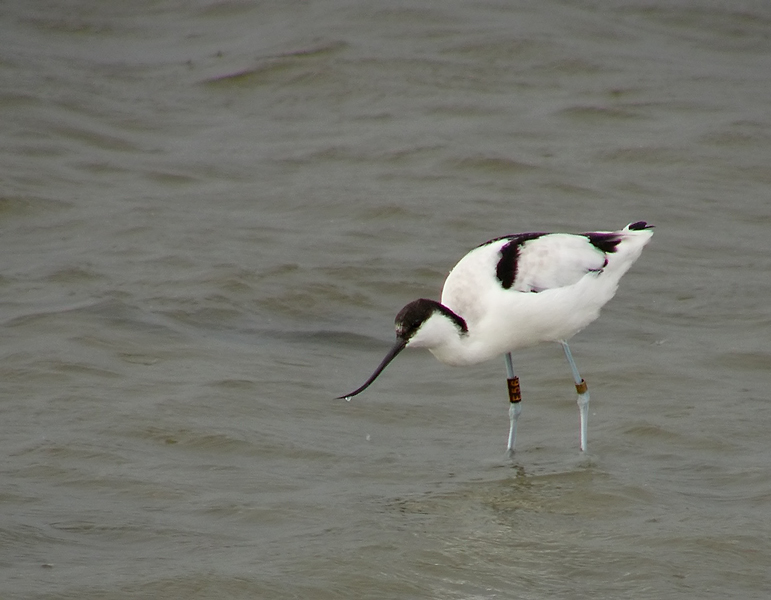 avocetta con anello