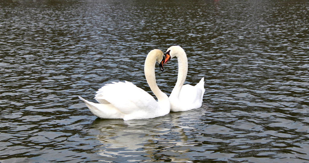 il cuore dei cigni bianchi