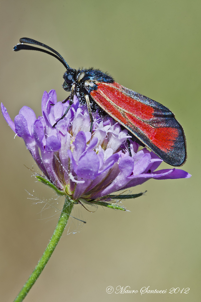 Zygaena erythrus
