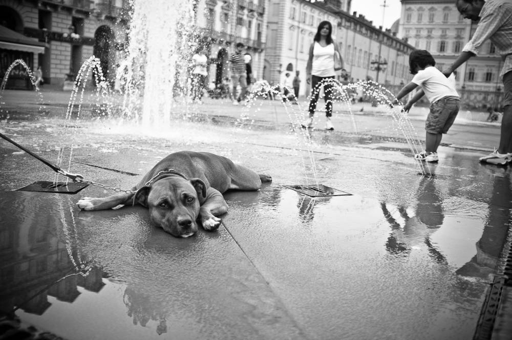 The dog lies down on Turin