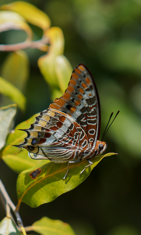Charaxes J. (Linnaeus 1767)