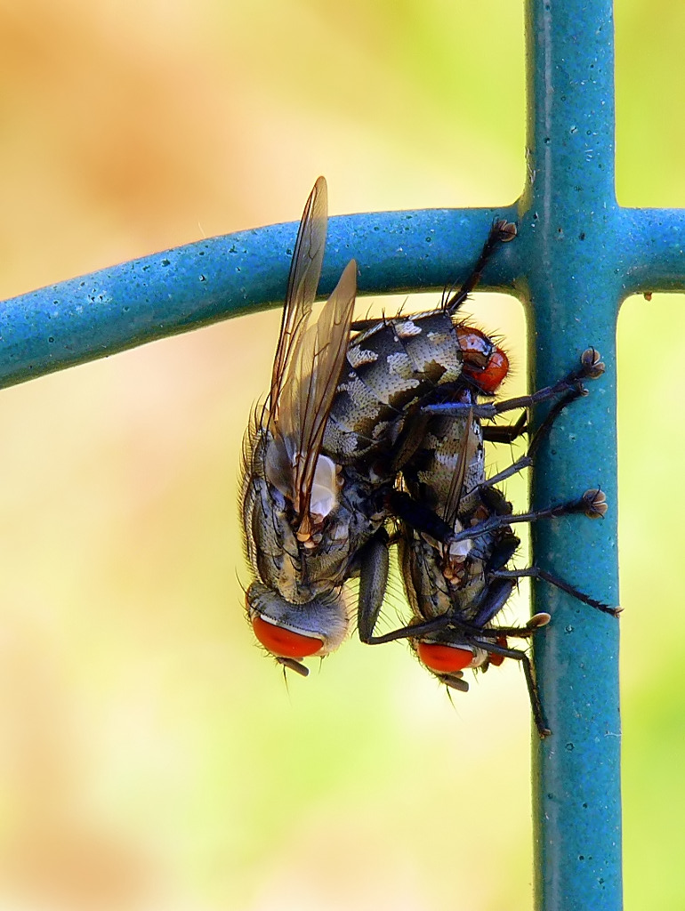 *** Atestaingi� ***