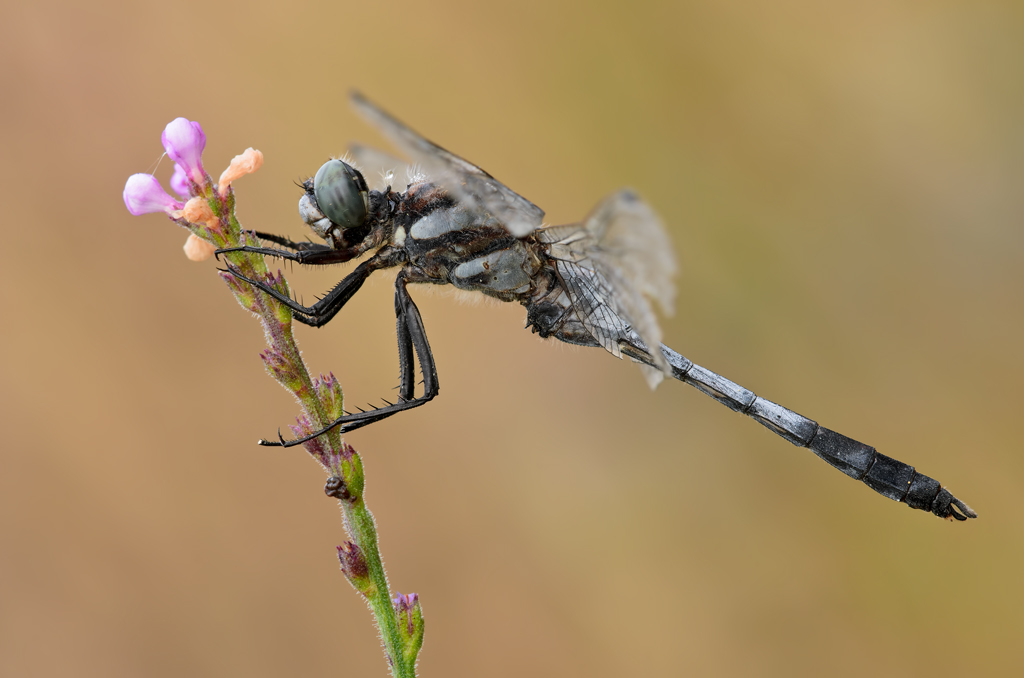 Orthetrum albistylum