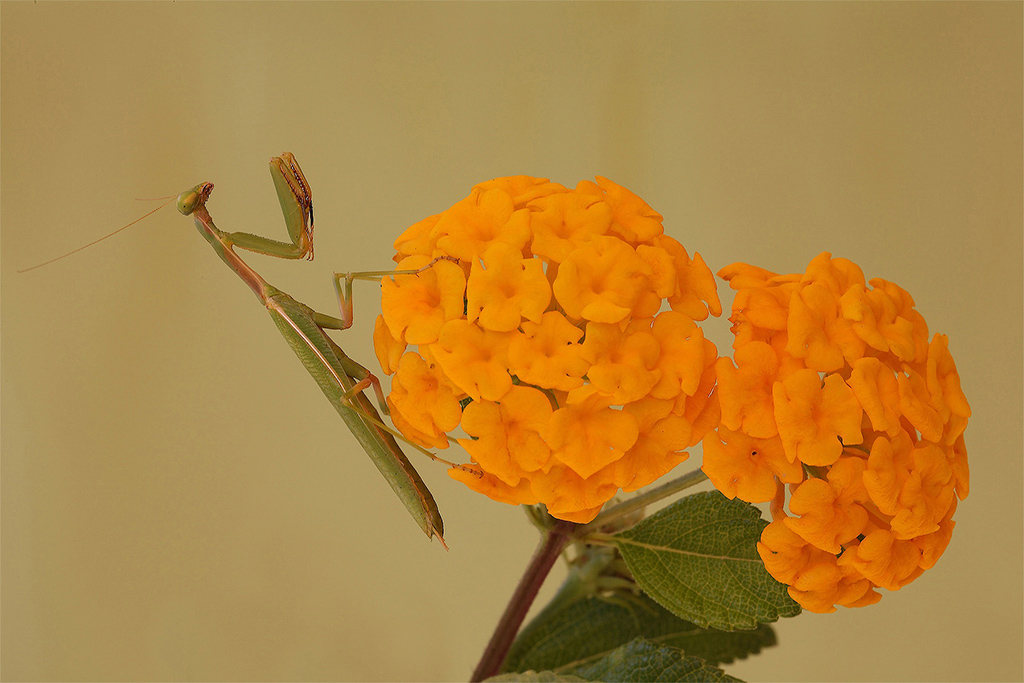 Omaggio Floreale...!!!