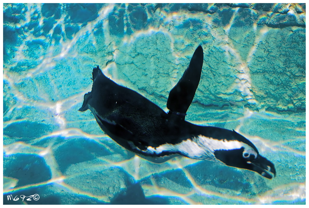 Un tuffo dove l'acqua � pi� blu...