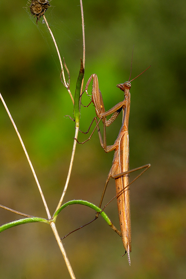 Mantis