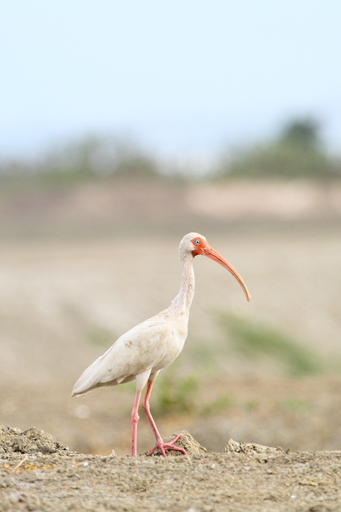 Ibis