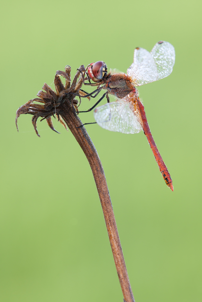 Sympetrum Fonscolombii
