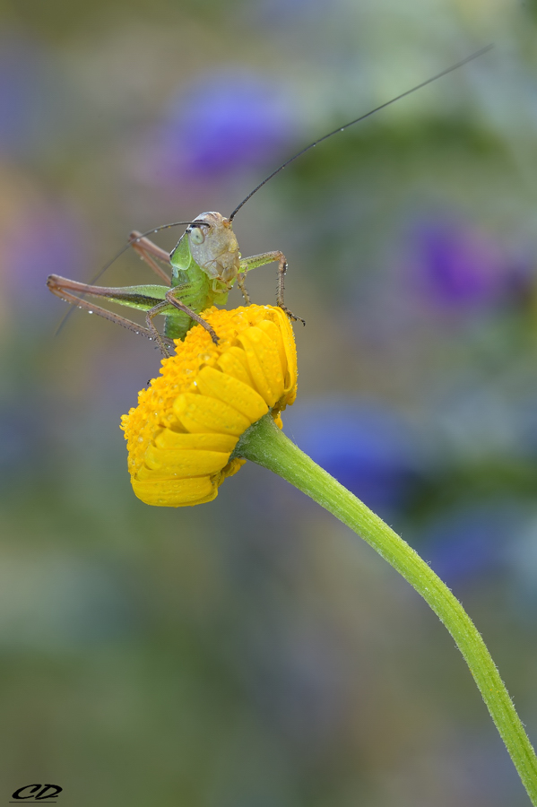 TITTIGONIA VIRIDISSIMA