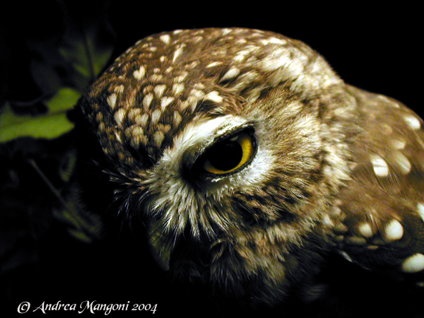 Athene noctua - close up