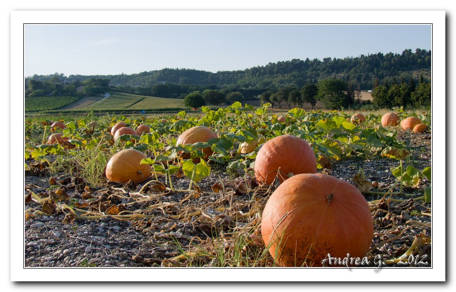 zucche... piene!
