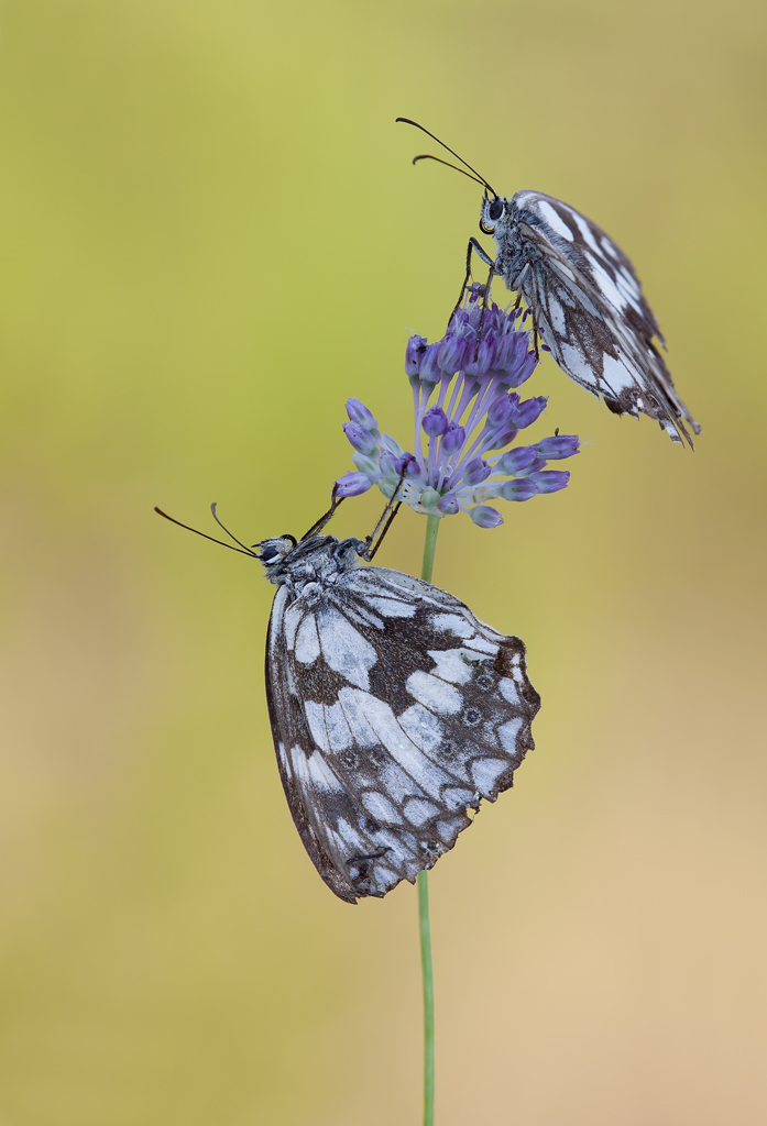 ...chi sta spra, e chi sotto!