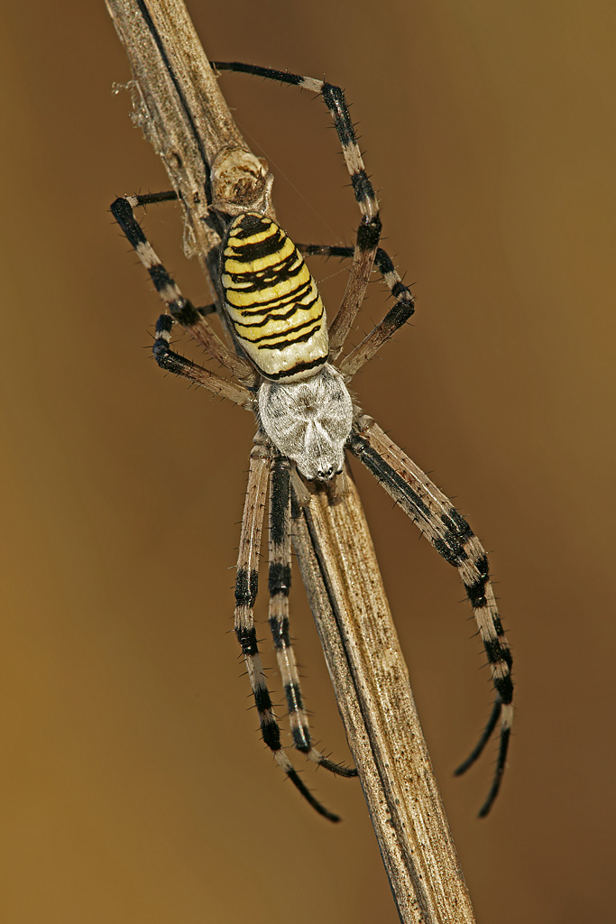 Argiope