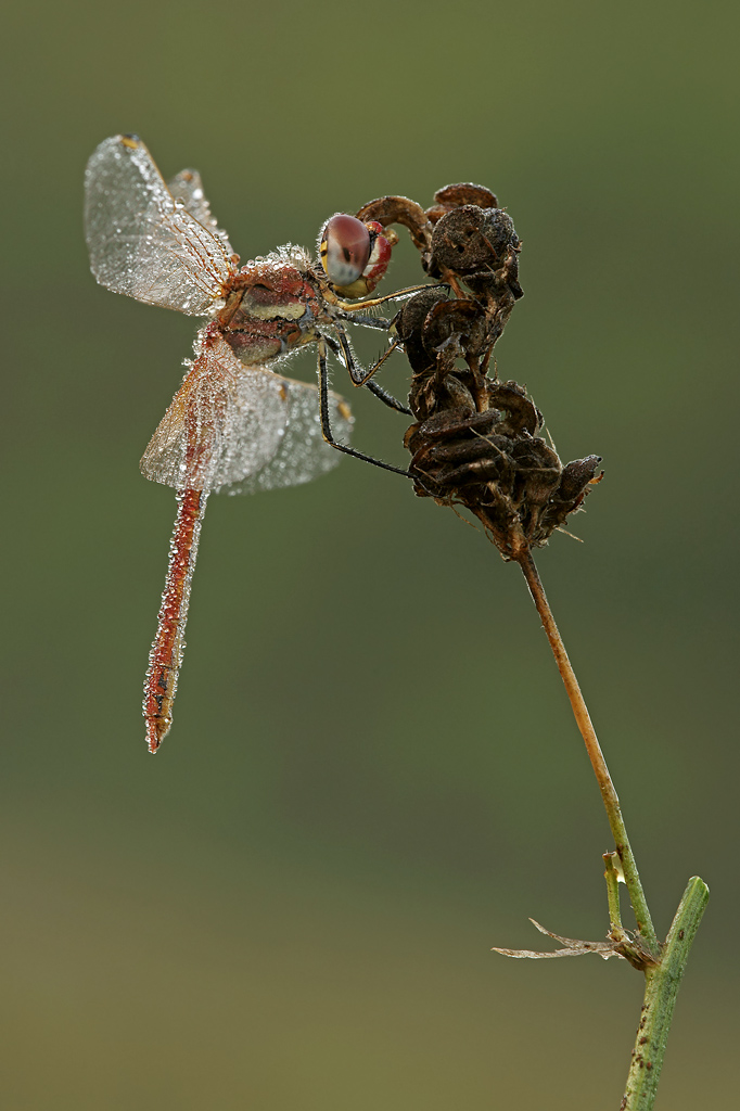 Libellula