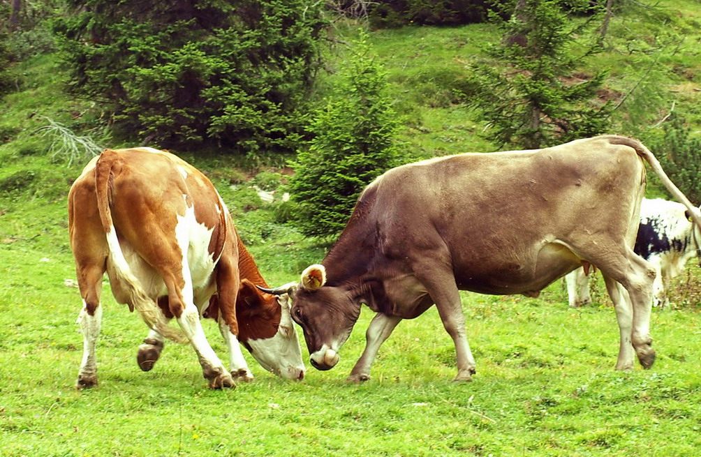 LoVe is on the air...