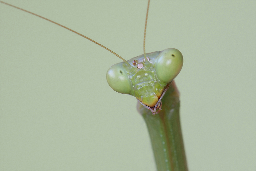 La Sfrontatezza...!!!