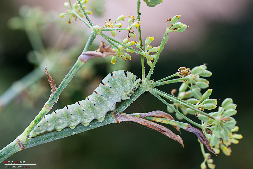 Ancora macaone, poi basta