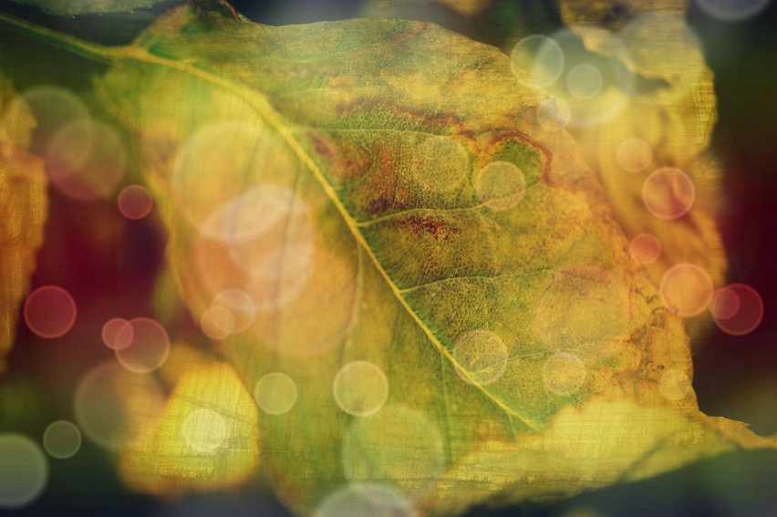 Fragile come una foglia...