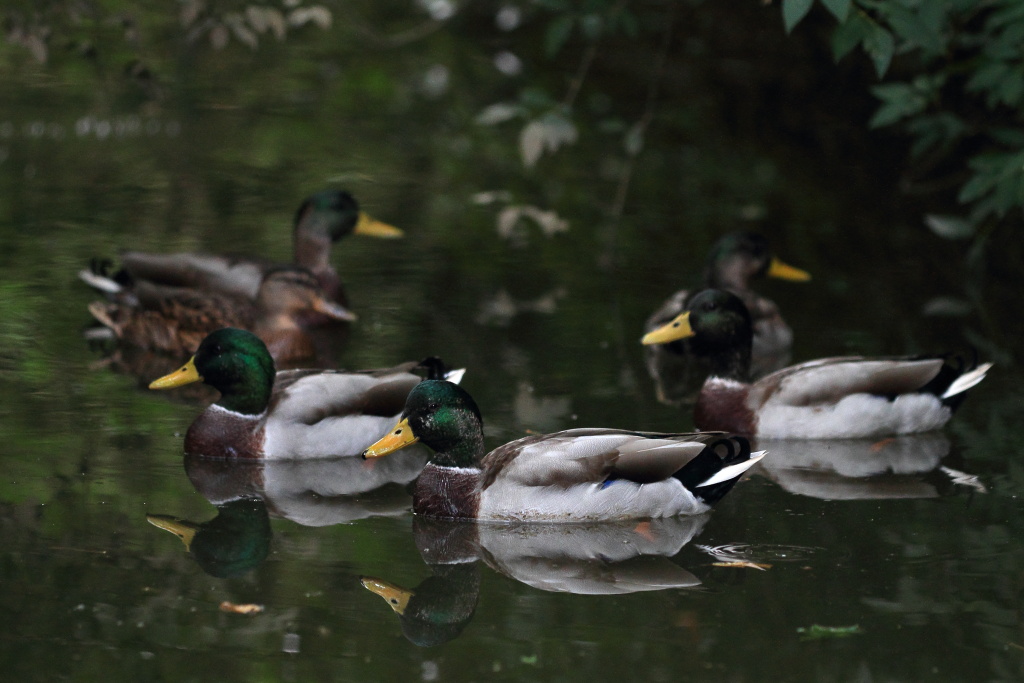 Germani come in un quadro