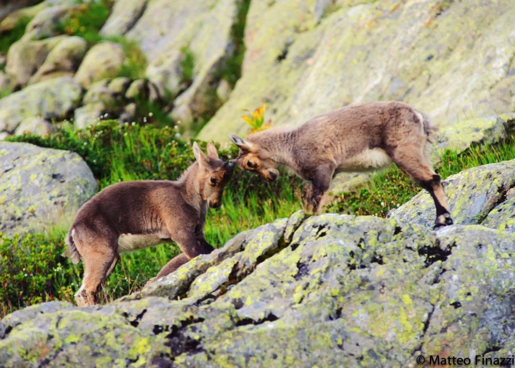 Cuccioli di stambecco