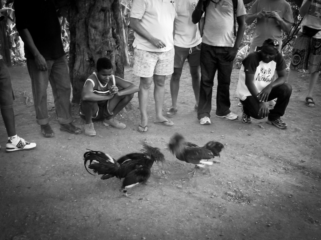 combattimento tra galli