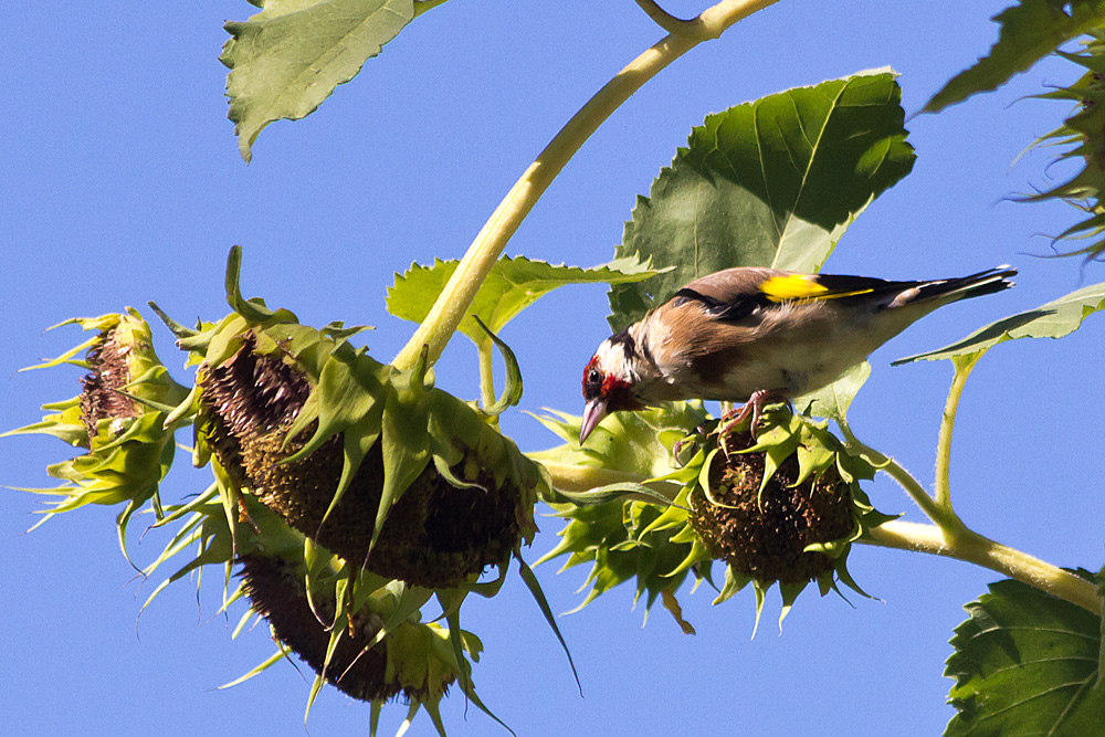 i girasoli e il cardellino