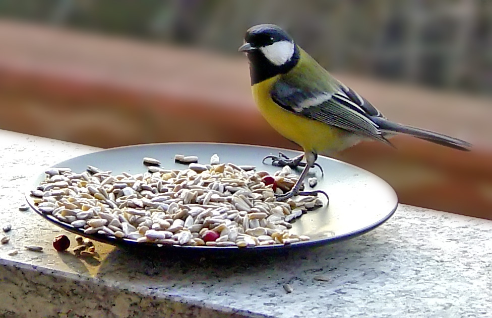 cincia a pranzo (parus major)