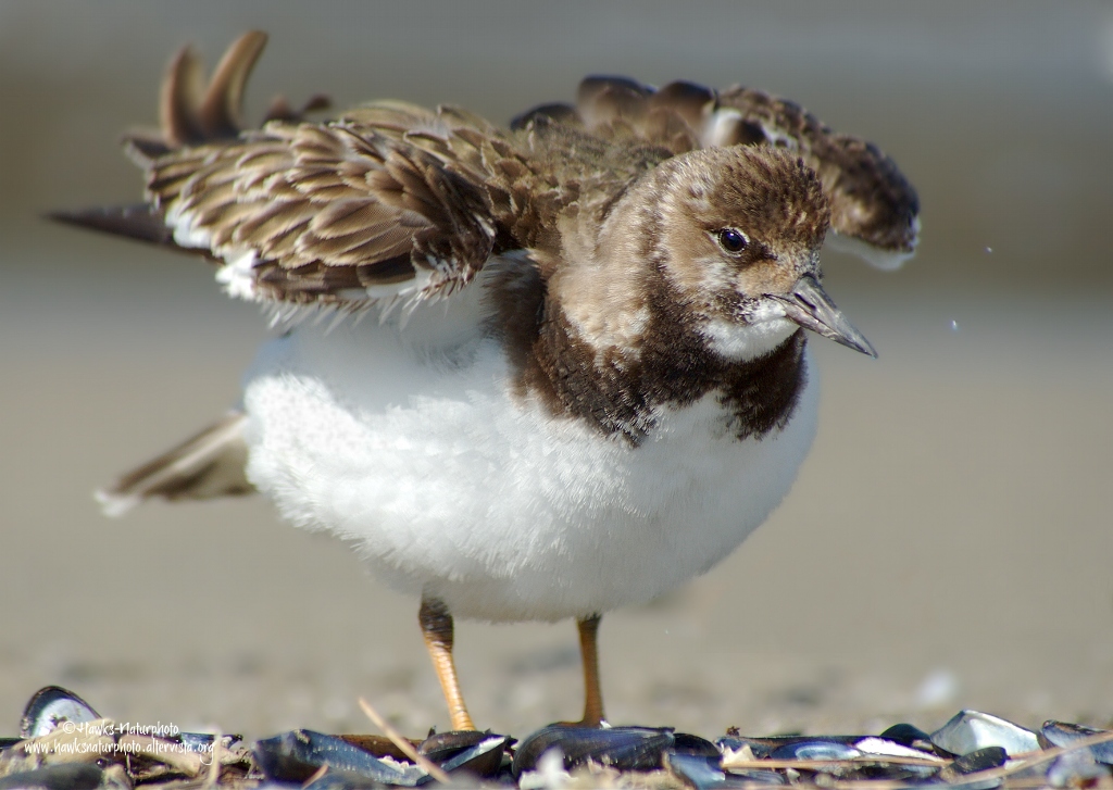 Voltapietre(Arenaria interpres)