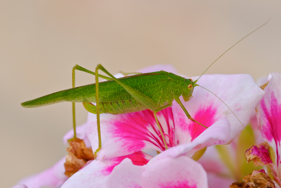 Tettigonia