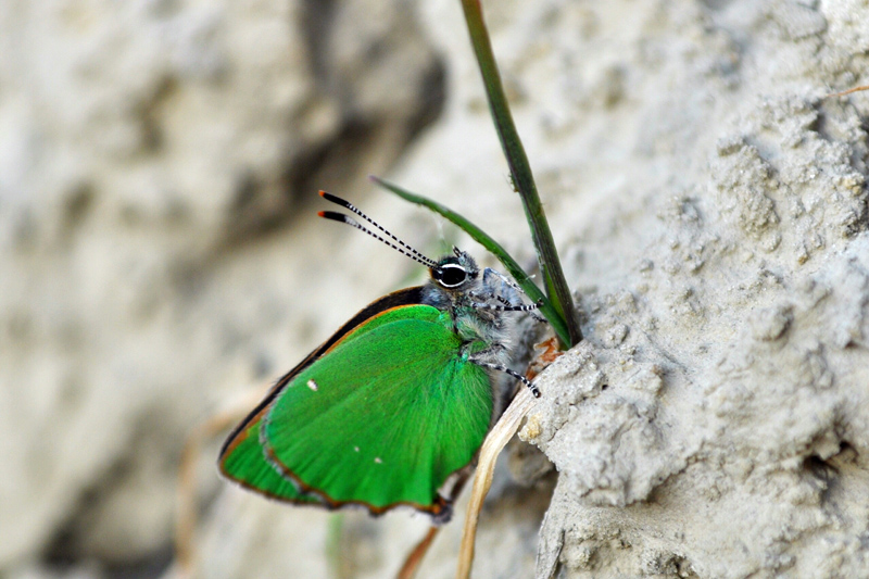 Callophrys rubi