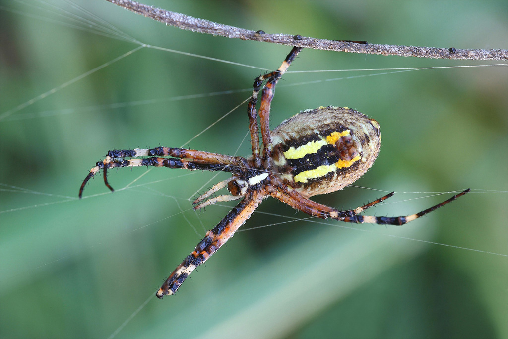 Molto Diffidente...!!!