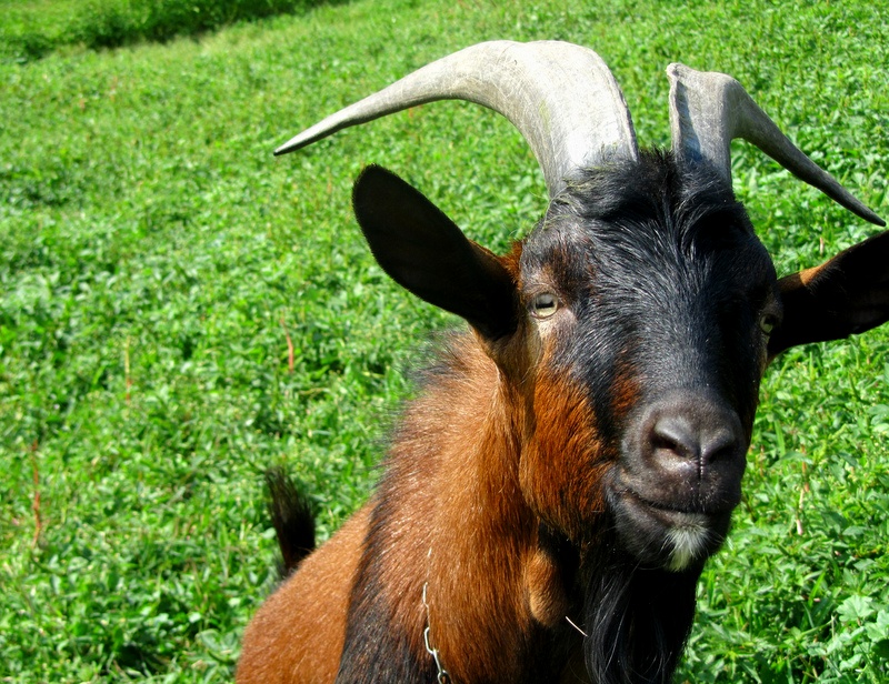 Puzzare ... come un caprone