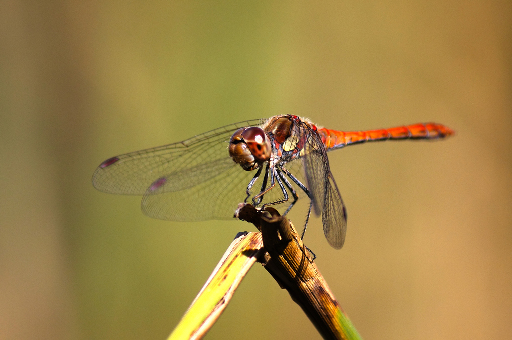 Sympetrum sanguineum