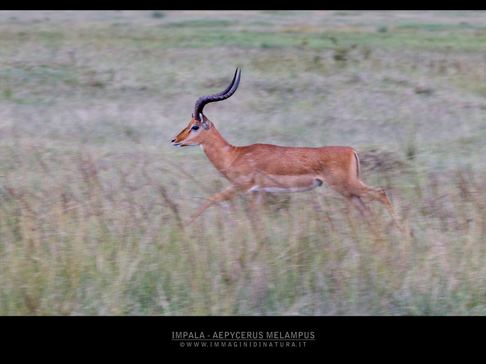 Impala