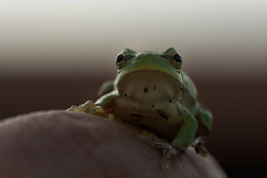 Raganella, della specie endemica italiana (Hyla intermedia)