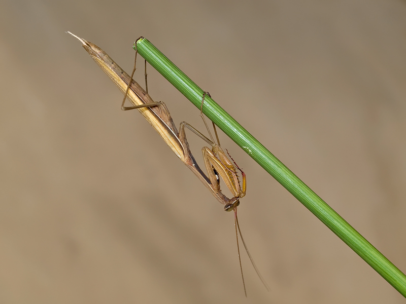 mantide (maschio)