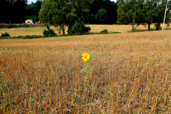 Unico          superstite .