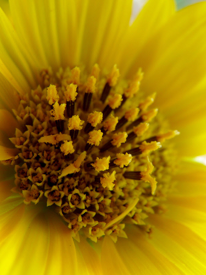 Girasole