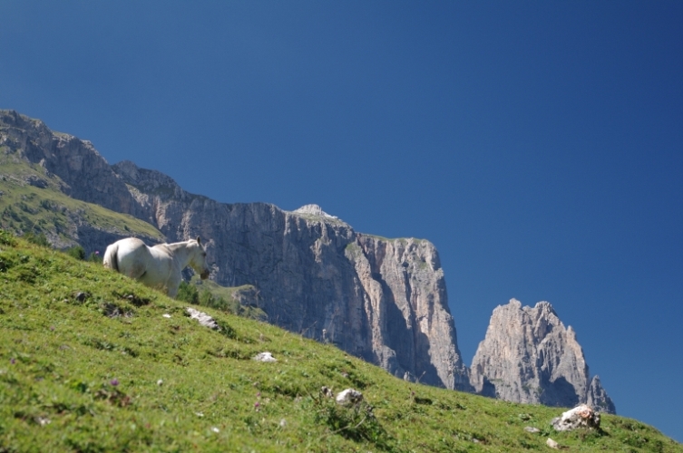 Cavallo bianco e lo Sciliar