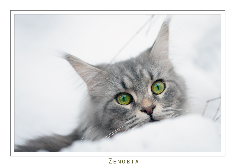 Zenobia