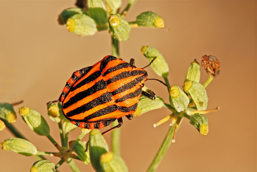 Graphosoma lineatus
