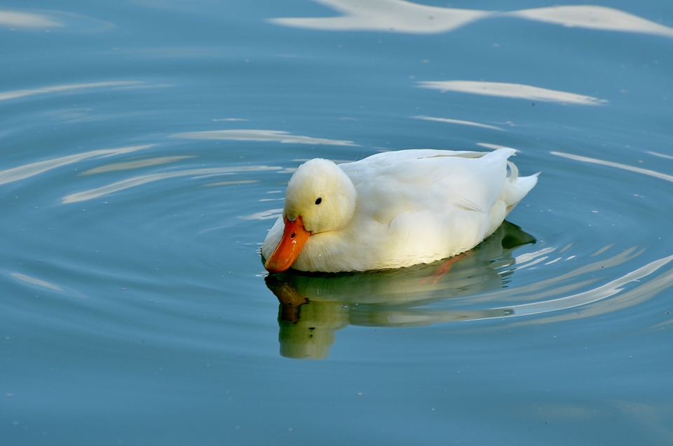 Vieni vermicello, vieni tranquillo ....!
