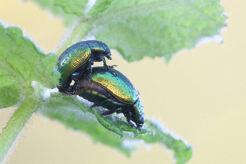 Cambio Di Colore ...!!!