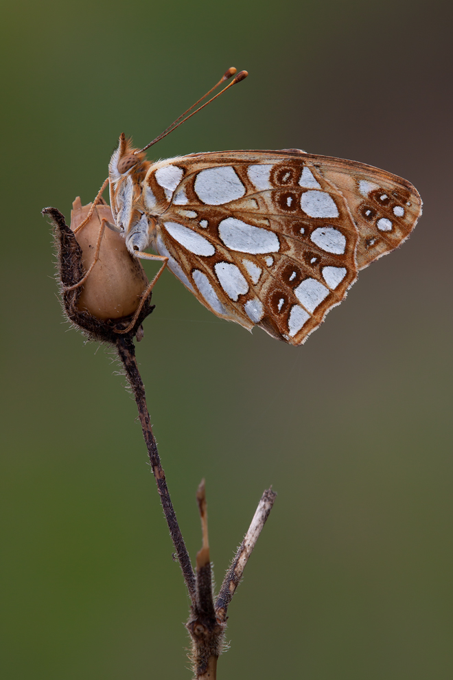 Issoria Lathonia, le ultime...