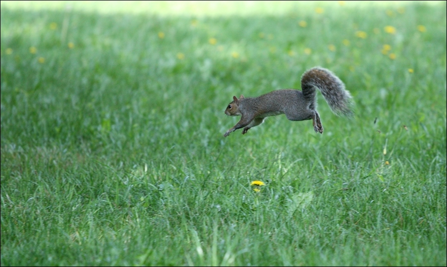 Specialit� salto del fiore