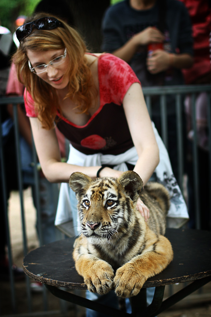 Accarezzando il cucciolo