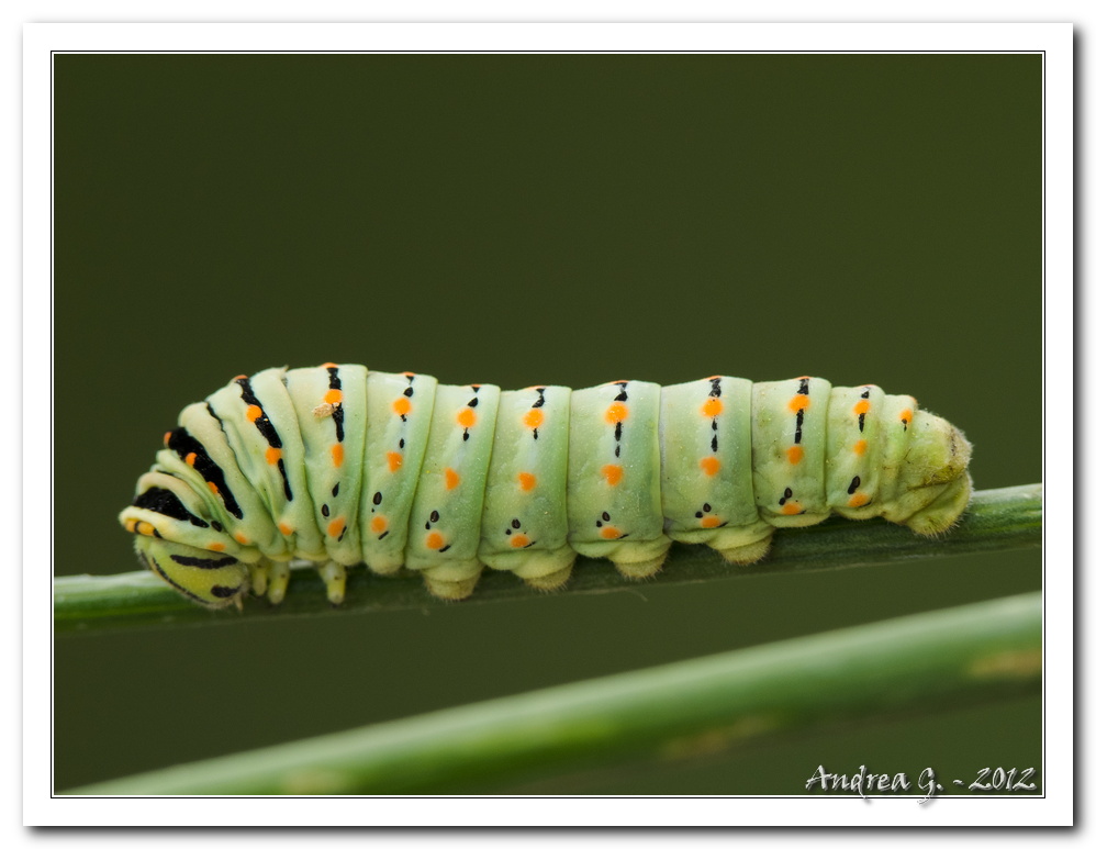 larva di macaone